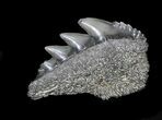 Fossil Cow Shark (Notorynchus) Tooth - Maryland #31052-1